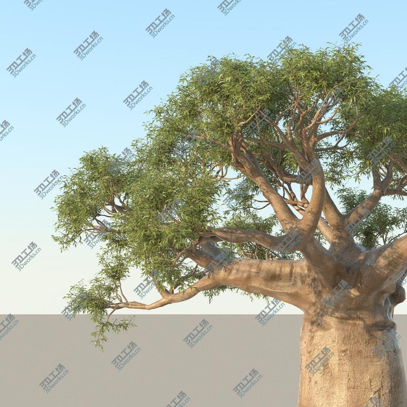 images/goods_img/2021040161/Baobab Tree 01/2.jpg